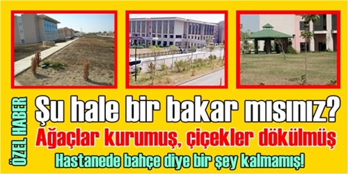 Ağaçlar kurumaya yüz tuttu