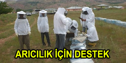 Arıcılık Çalışması