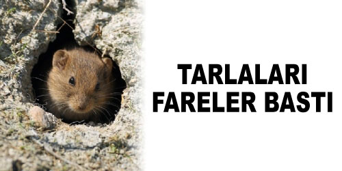 Çiftçinin Derdi Fare