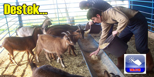 Hayvancılık Desteği