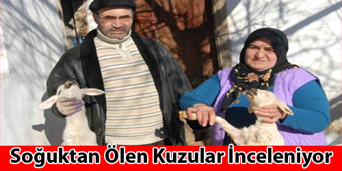 Soğuktan Ölen Kuzular İnceleniyor