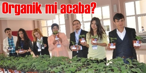 Organik mi acaba?