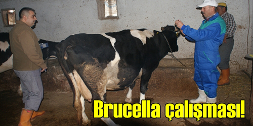 Brucella mücadelesi