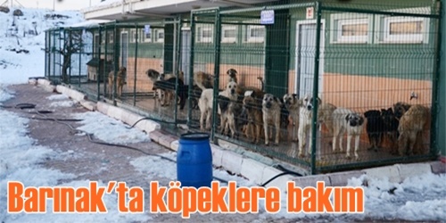 Kışın sahipsiz değiller