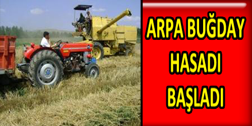 Arpa Buğday Hasadı Başladı