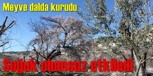 Meyve Ağaçları Etkilendi