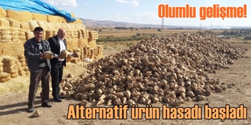 Alternatif ürün hasadı