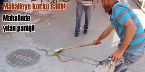 Mahallede yılan paniği
