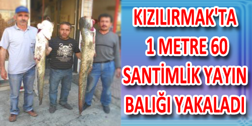 1 Metre 60 Santimlik Yayın Balığı Yakaladı