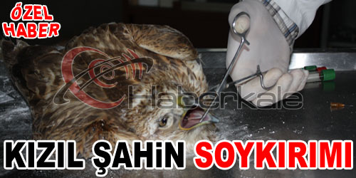 Kırıkkale`de Kızıl Şahinler Hedefte