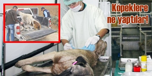 Köpekler kontrolden geçti