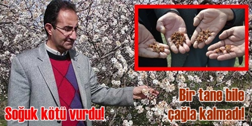 Kayısıları don vurdu!