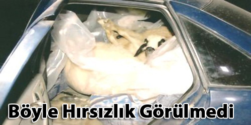 Araba İle Koyun Kaçırıyordu!