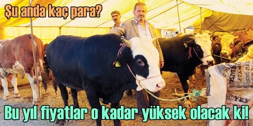 Kurbanlık el yakacak 