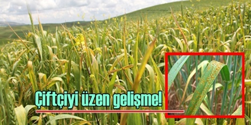 Çiftçiyi üzen gelişme!