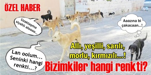 Bizimkiler hangi renkti?