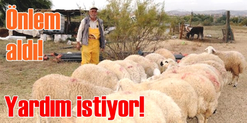 Koyunlar için önlemini artırdı