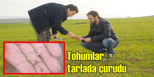 Tarlalardaki Tüm Tohumlar Çürüyor