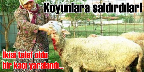 Köye Kadar İndiler!