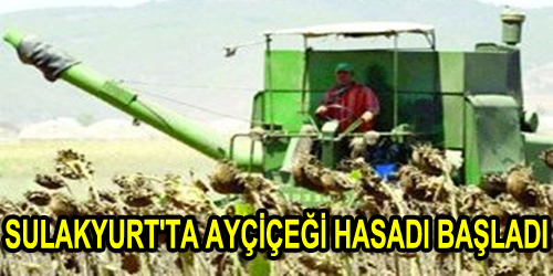 Ayçiçeği Hasadı Yapılıyor