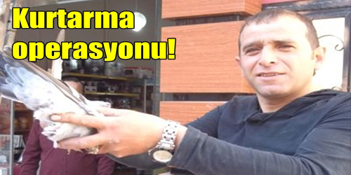 Güvercin Operasyonu...