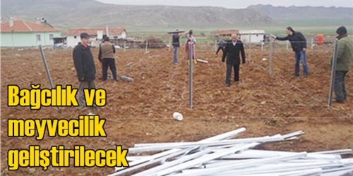 Bağcılık ve meyvecilik gelişecek