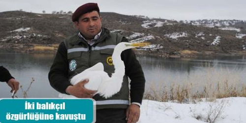 İki Balıkçıl Özgürlüğüne Kavuştu