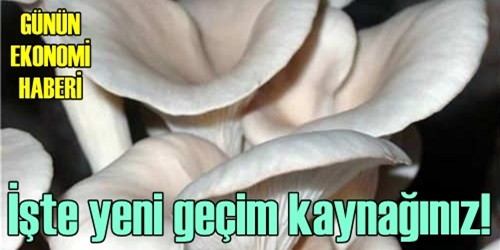 İşte yeni geçim kaynağı