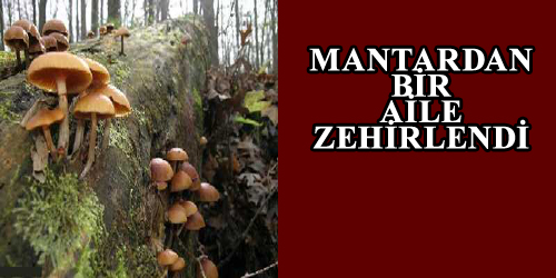 Mantar Zehirlenmesi