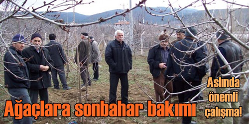 Ağaçlara Sonbahar Bakımı