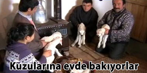 Kuzulara Evde Bakıyorlar 