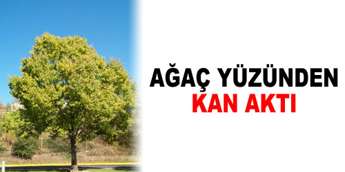 Aileler Birbirine Girdi
