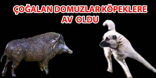 Av Yasağıyla Beraber Domuzlar Çoğaldı