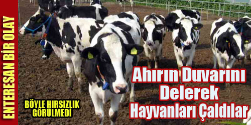 Hayvan Hırsızlığı