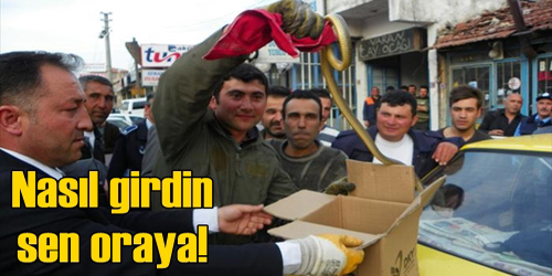 Şehirde Yılan Paniği 