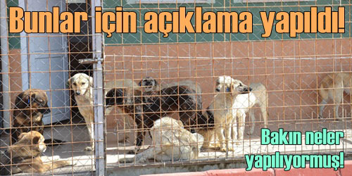 Sokak Hayvanlarına Koruma