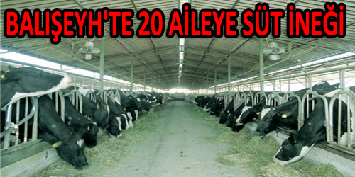 Balışeyh`te 20 Aileye Süt İneği