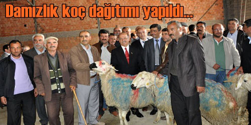 Damızlık Koç Dağıtıldı
