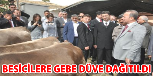 Besicilere Gebe Düve Dağıtıldı