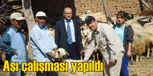 Koyun Ve Keçiler Aşılandı