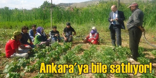 Ankara