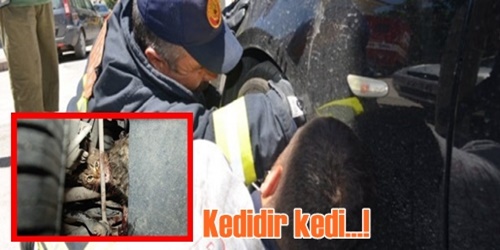 Kedidir kedi!