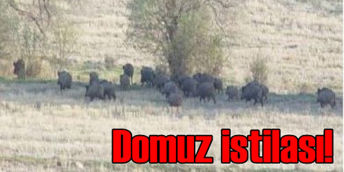 Irmak Kasabasında  Domuz İstilası  