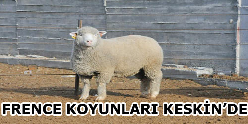 FRENCE KOYUNLARI KESKİN