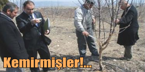 Ağaçları kemirmişler...