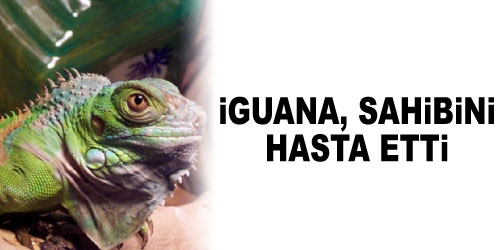 İguanadan Hastalık Kaptı