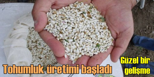 Tohum Üretimine Başlandı