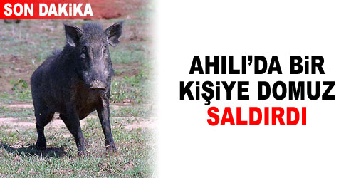 Domuz Saldırısına Uğradı