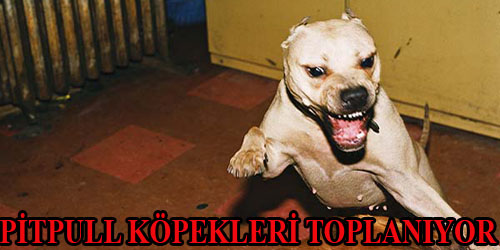 Pitpull Köpekleri Toplanıyor