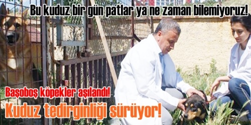 Başıboş hayvanlar aşılanıyor